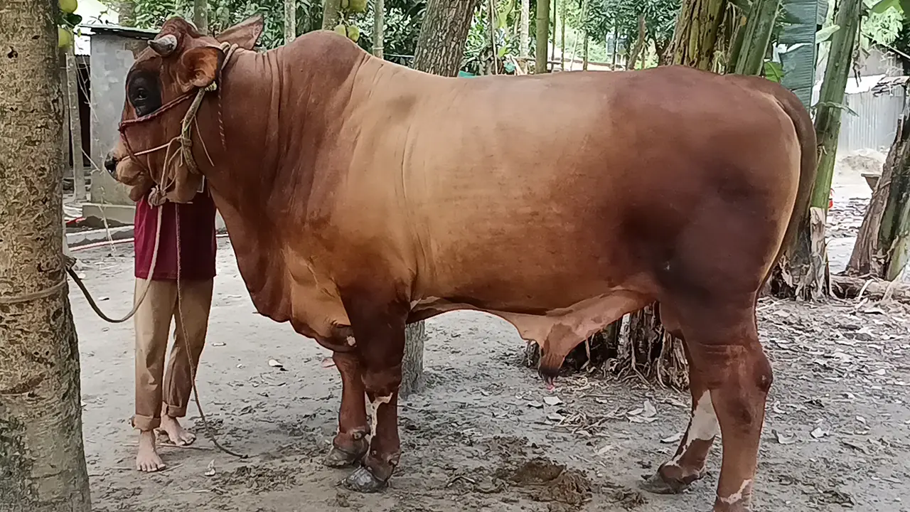 শেরপুরের লায়নের ওজন ৩২ মণ