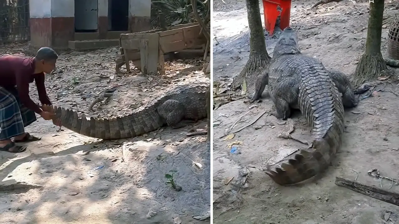 সঙ্গী খুঁজতে লোকালয়ে খানজাহান আলী মাজারের কুমির