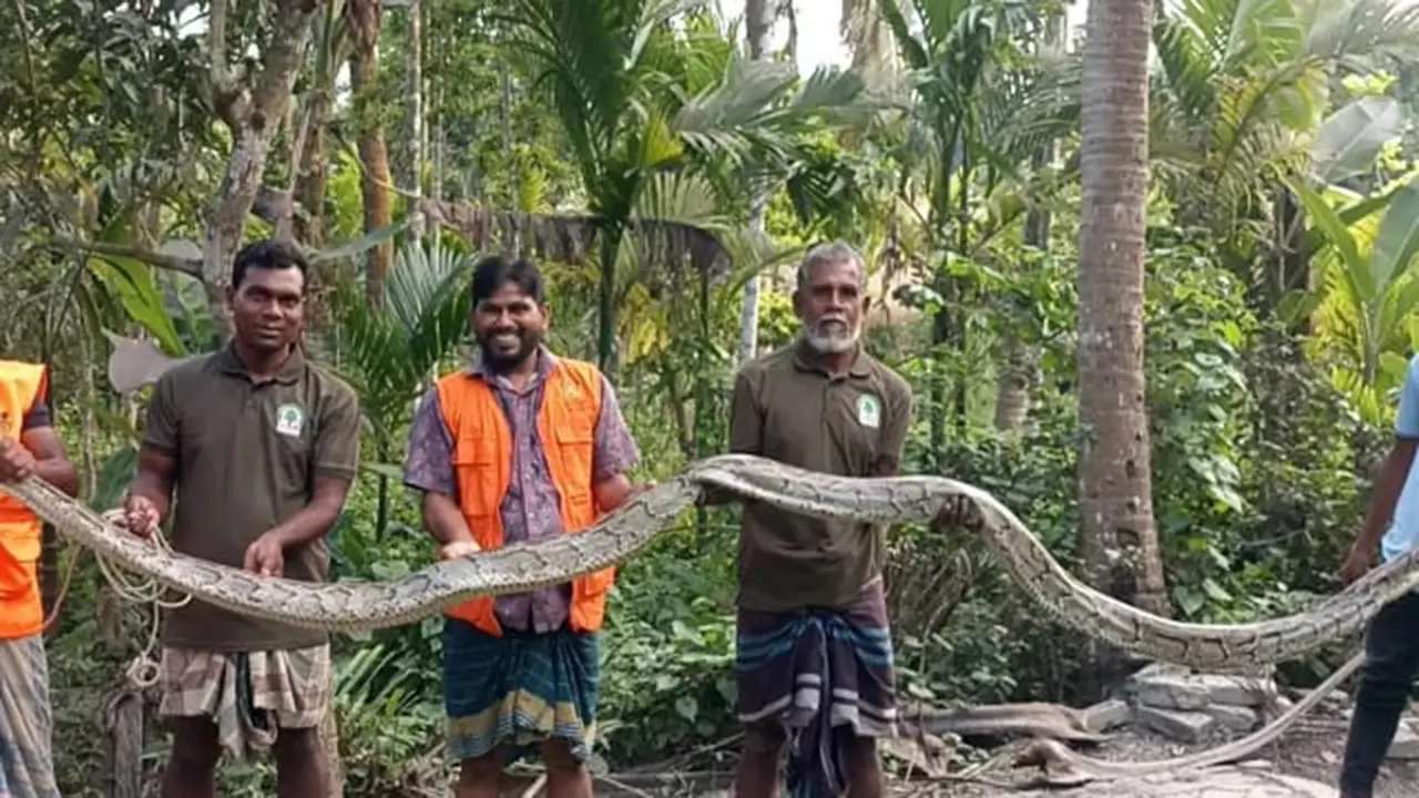 শরণখোলায় ২০ ফুট লম্বা অজগর উদ্ধার