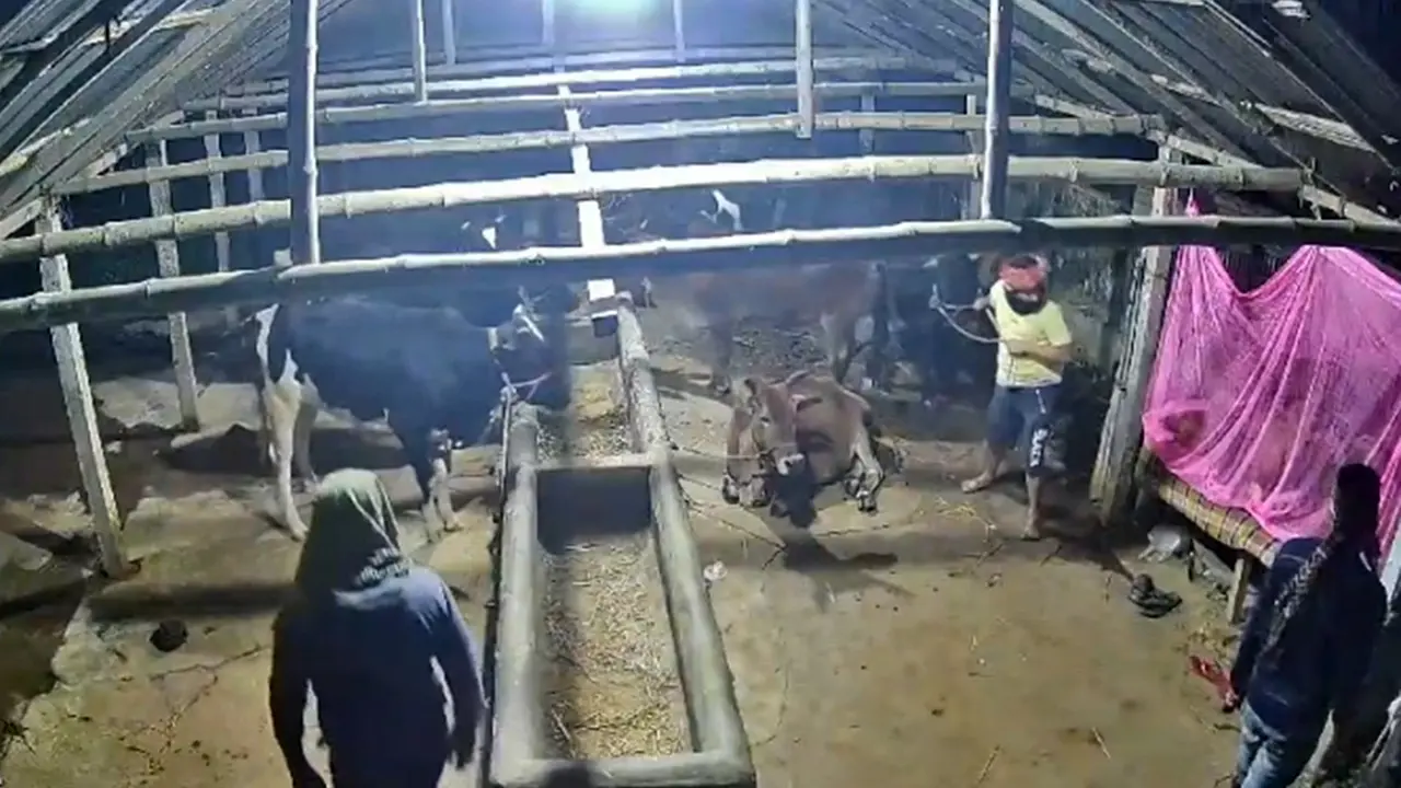 ঘুমন্ত কর্মচারীদের হাত-পা বেঁধে ৫ গরু নিয়ে গেল চোরেরা