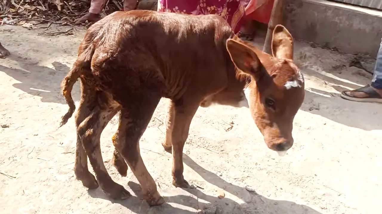 ছয় পা নিয়ে জন্ম নিলো বাছুর, দেখতে উৎসুক জনতার ভিড়