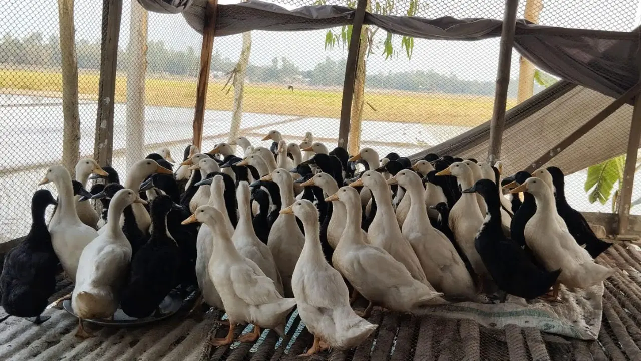 বছরে ২৩০টি ডিম দেয় নতুন জাতের ‘বাউ ডাক’