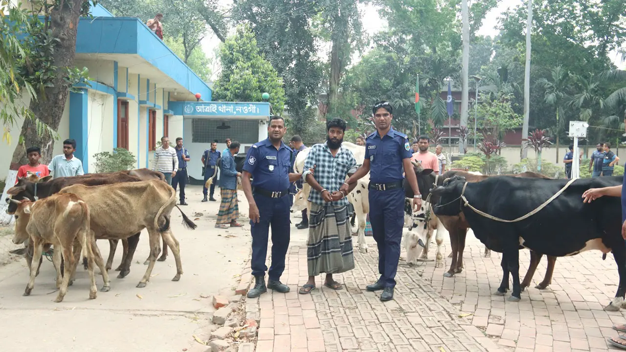 কাহালুতে বিএনপি নেতার গোয়ালঘর থেকে ১৩টি চোরাই গরু উদ্ধার