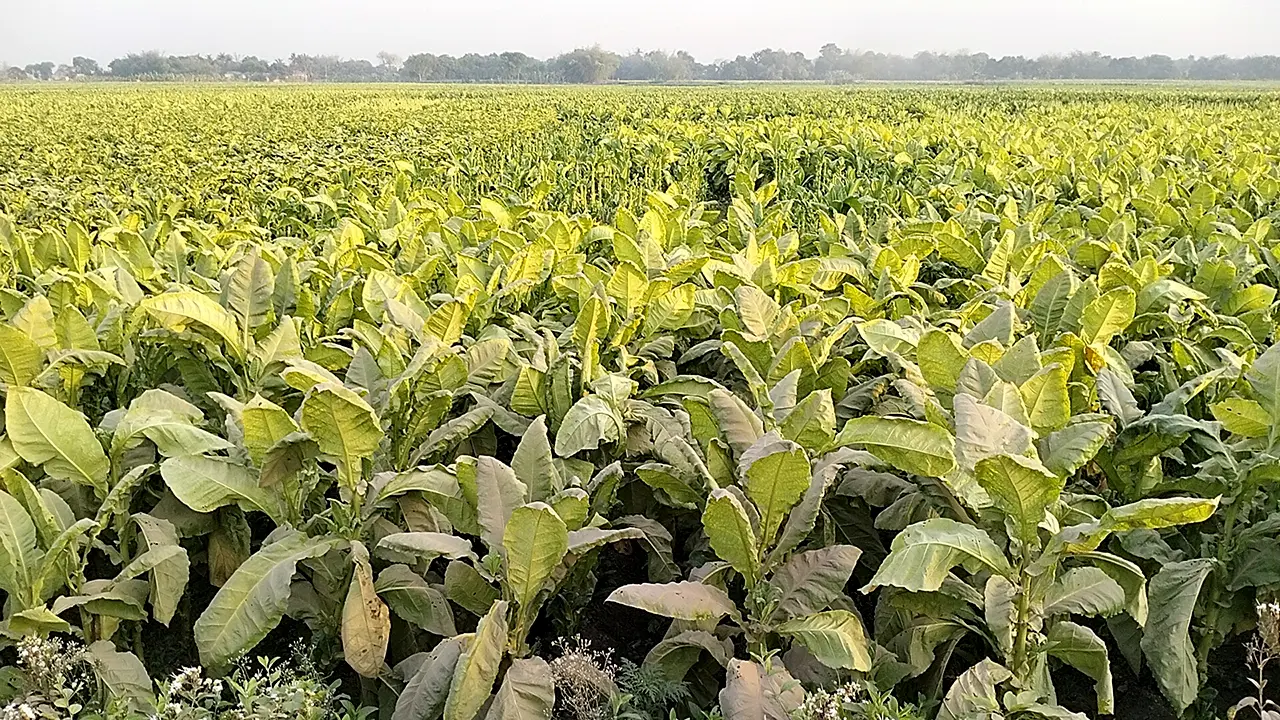 ‘সরকারি নজরদারির অভাবে’ কুষ্টিয়ায় বেড়েছে তামাক চাষ