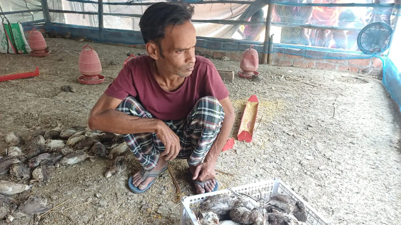 সাড়ে ৪ হাজার কোয়েল পাখির মৃত্যু, স্বপ্ন শেষ রায়হানের