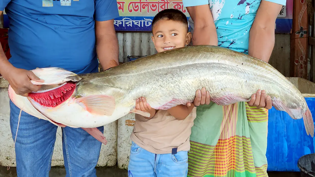 পদ্মার এক বোয়াল ৩৪ হাজার টাকায় বিক্রি