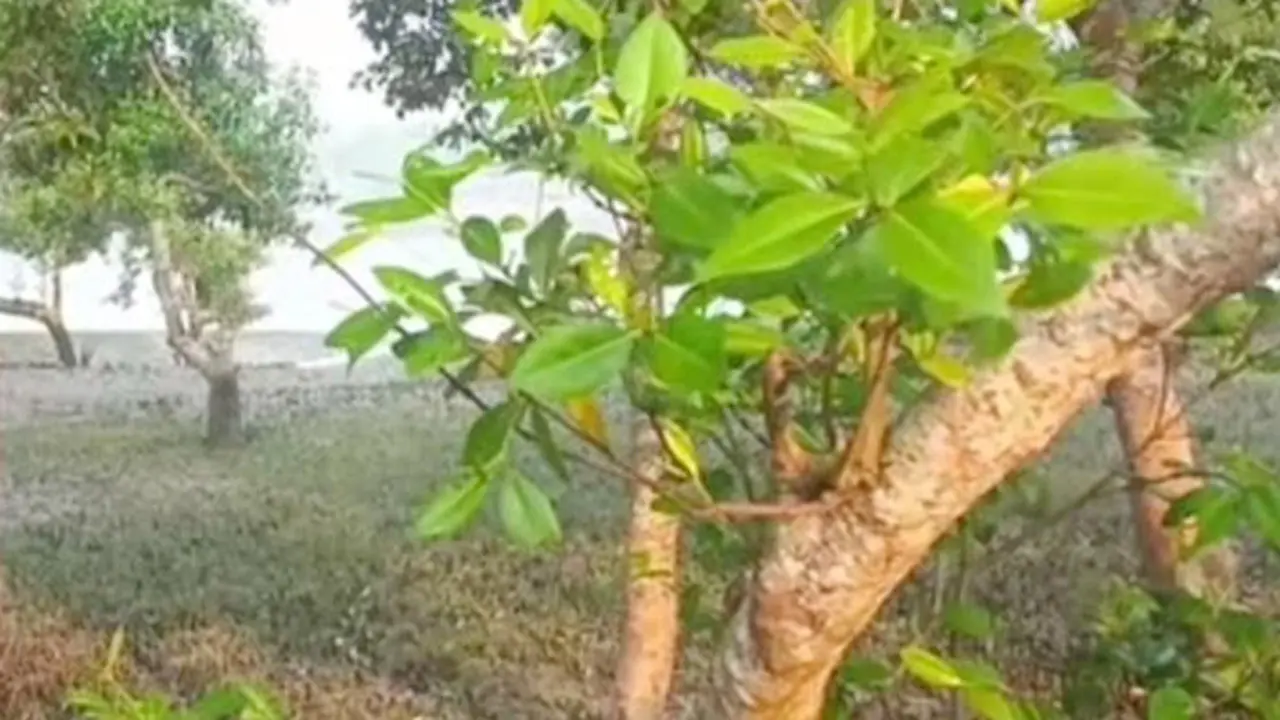 মাদার নদীর চরে ঝুলছিল ইটভাটা শ্রমিকের মরদেহ