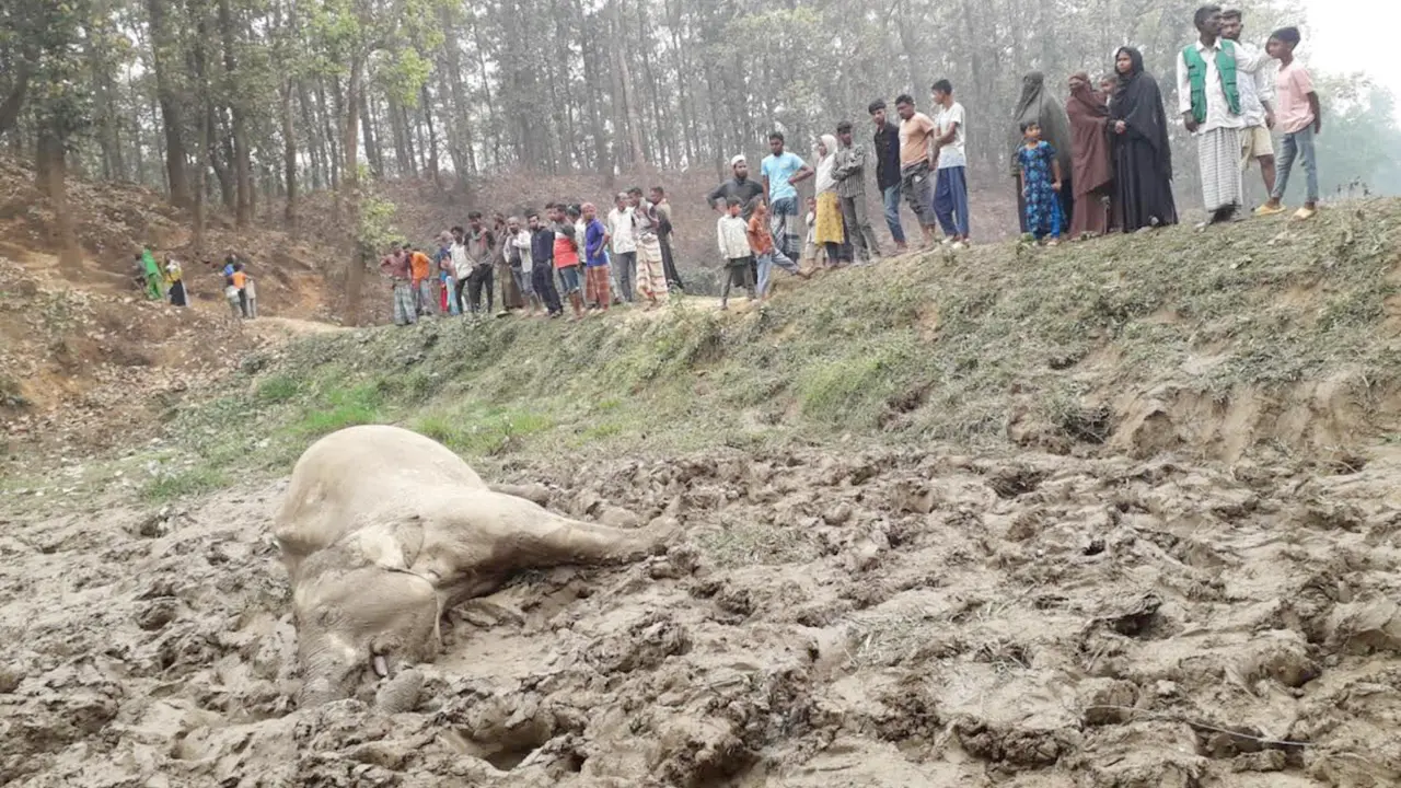 গারো পাহাড়ে বৈদ্যুতিক ফাঁদে বন্য হাতির মৃত্যু