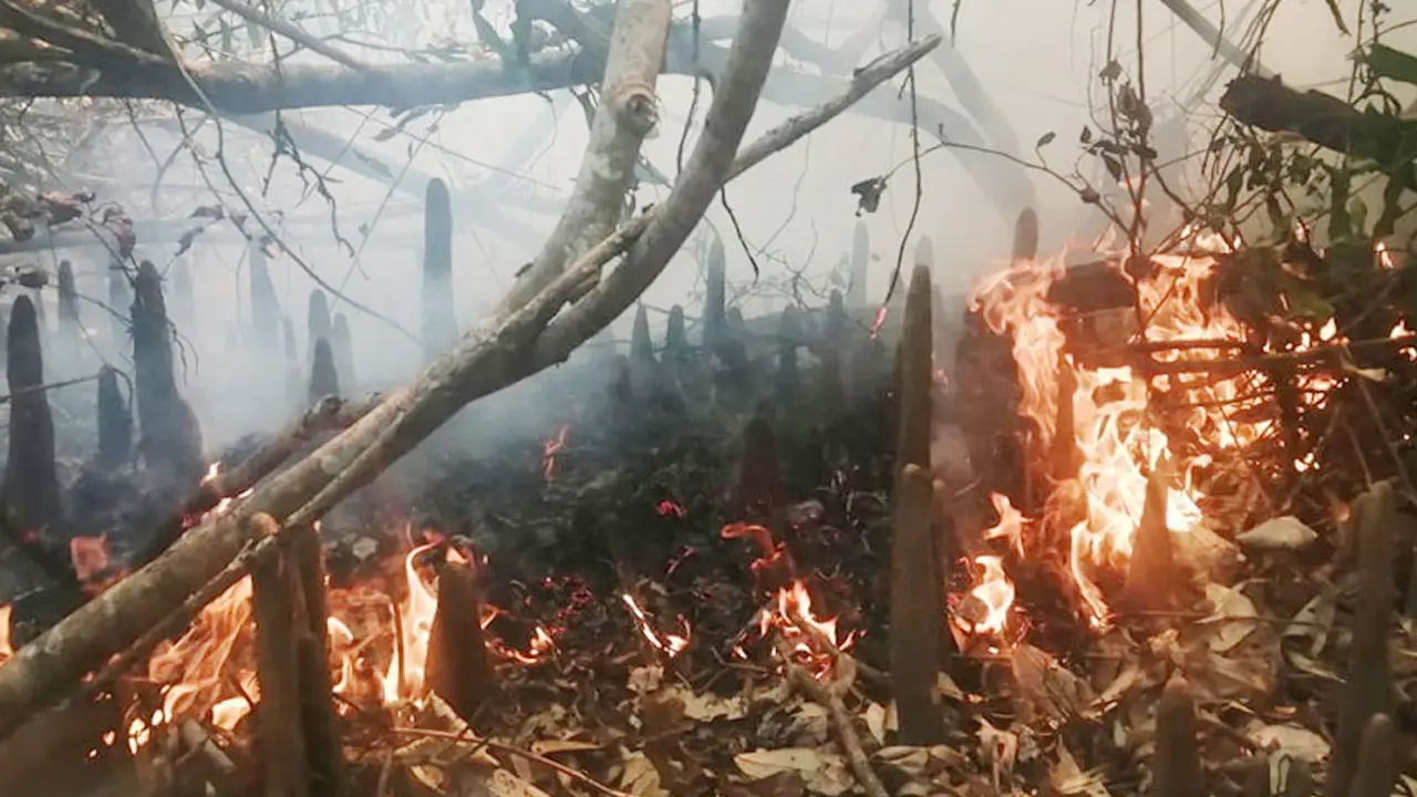সুন্দরবনের কলমতেজী এলাকায় আগুন