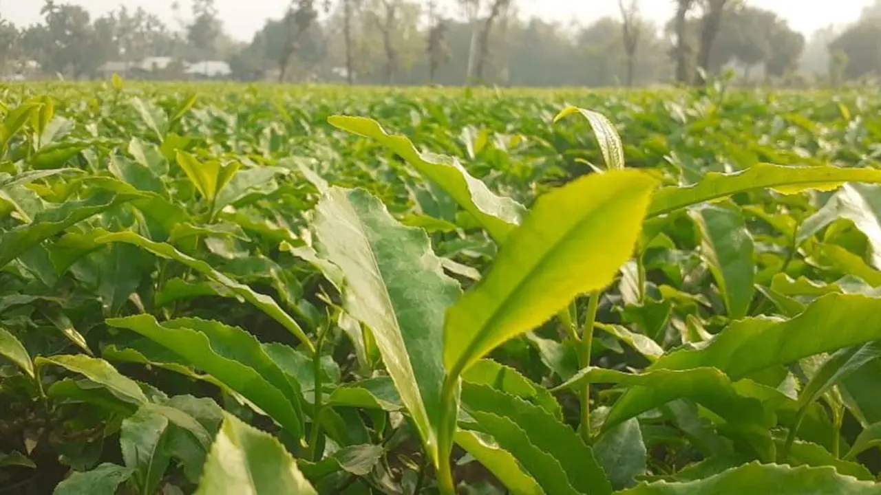 কমেছে উৎপাদন, নতুন মৌসুমে চা-পাতার দাম পাওয়ার স্বপ্ন চাষিদের