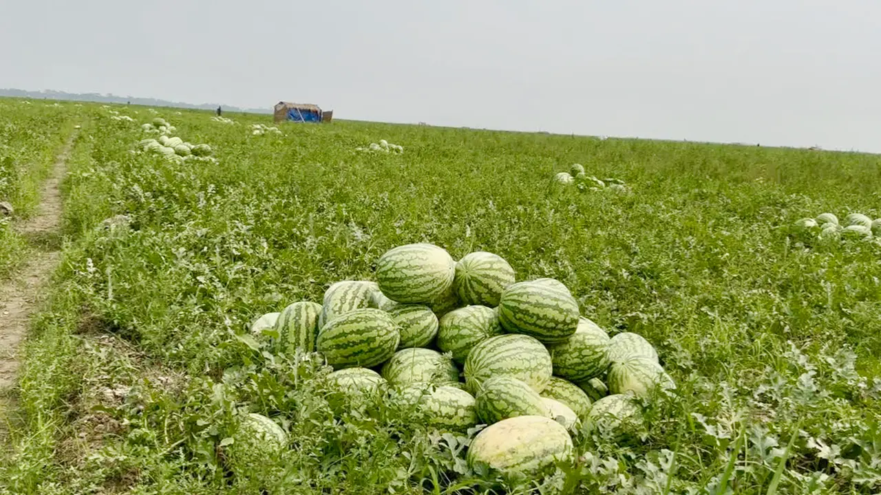 বাউফলে তরমুজের বাম্পার ফলন, ১০০ কোটি টাকারও বেশি বিক্রির সম্ভাবনা