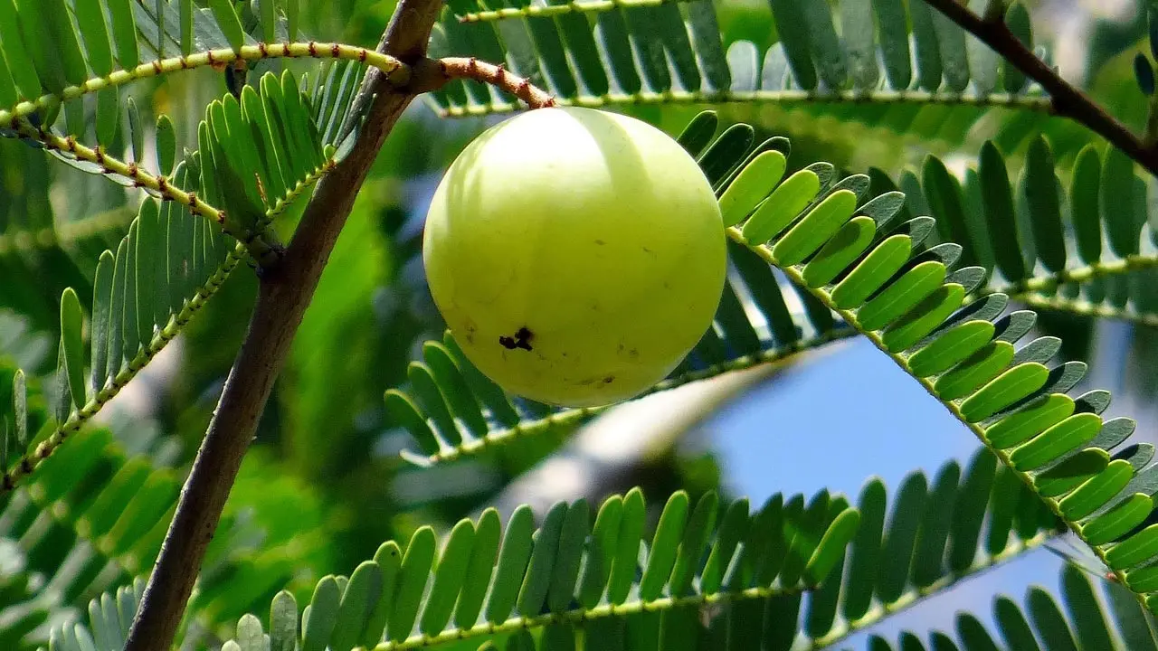 প্রতিদিন সকালে খালি পেটে আমলকি খেলে কী হয়?
