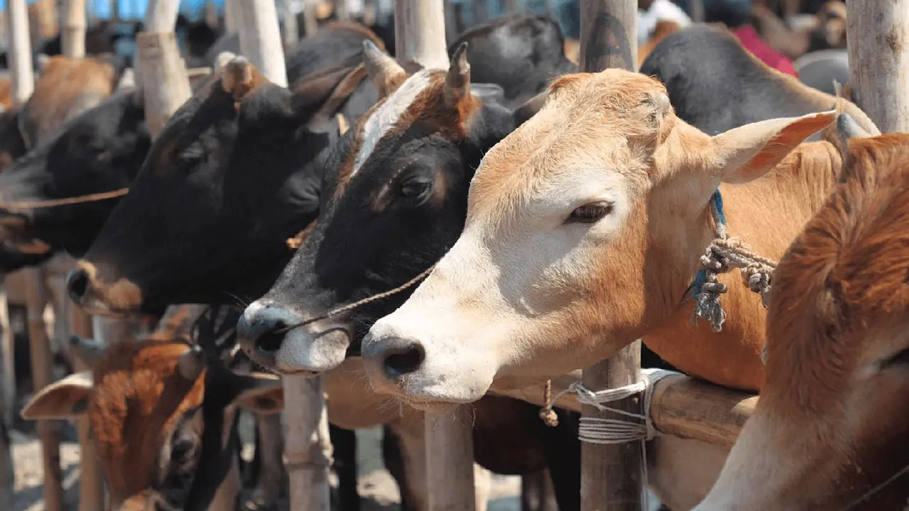 কোরবানির পশুর চামড়ার ন‍্যায‍্যমূল‍্য নিশ্চিতে কমিটি করার নির্দেশ