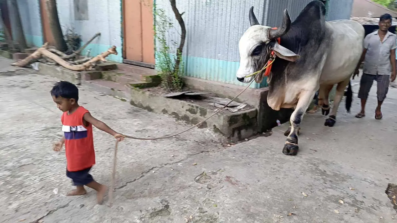 শিশুর সঙ্গে ‘অতিকায়’ ষাঁড়ের দারুণ বন্ধুত্ব