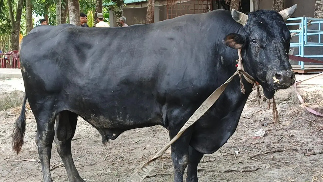 দাঁত নেই এমন পশু কোরবানি করা যাবে?
