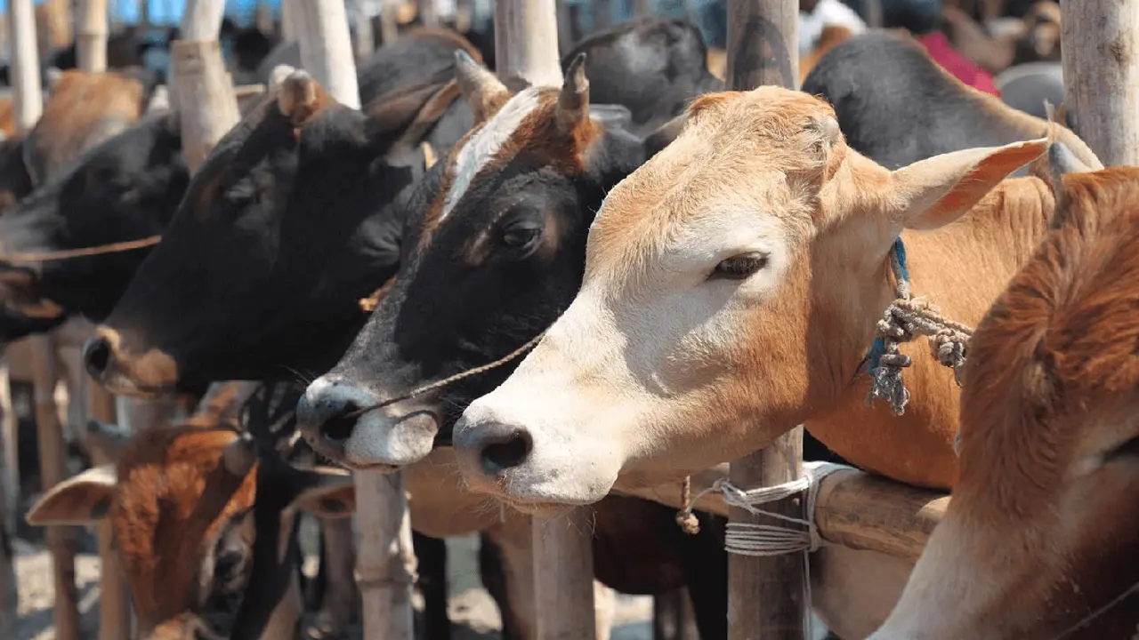 কোরবানির পশুর সঙ্গে ফ্রিতে পাওয়া জিনিস কী করবেন?