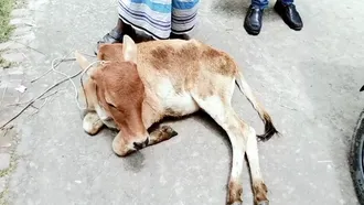 লক্ষ্মীপুরে দুঃস্থ মৎস্যজীবীদের কর্মসংস্থানে রোগাক্রান্ত বাছুর