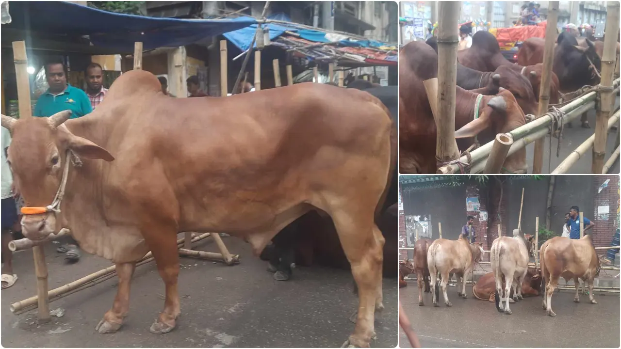 প্রস্তুত কোরবানির পশুর হাট, ক্রেতা-বিক্রেতার অপেক্ষা