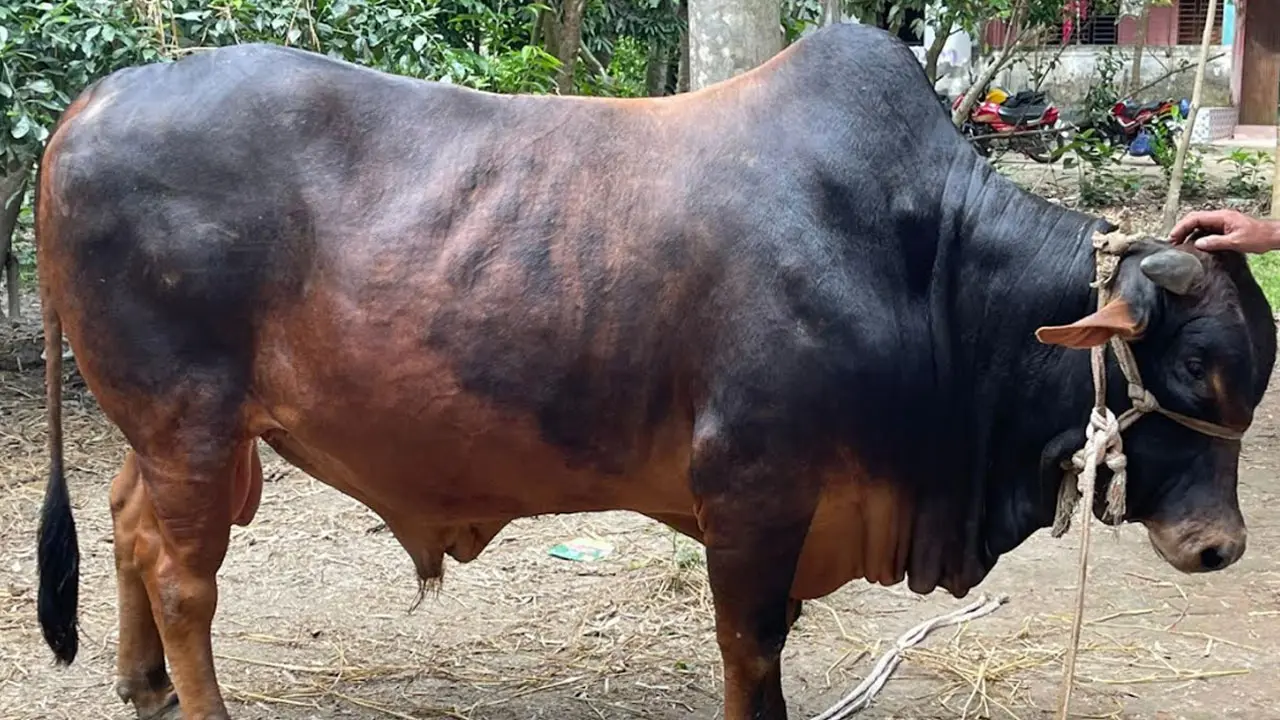 কোরবানির হাট কাঁপাতে প্রস্তুত তিন বছরের ‘যুবরাজ’