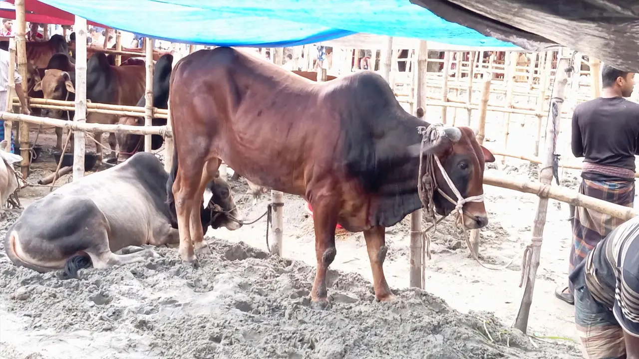 আড়াই মণের গরুর দাম লাখ টাকার বেশি হাঁকছেন ব্যবসায়ীরা