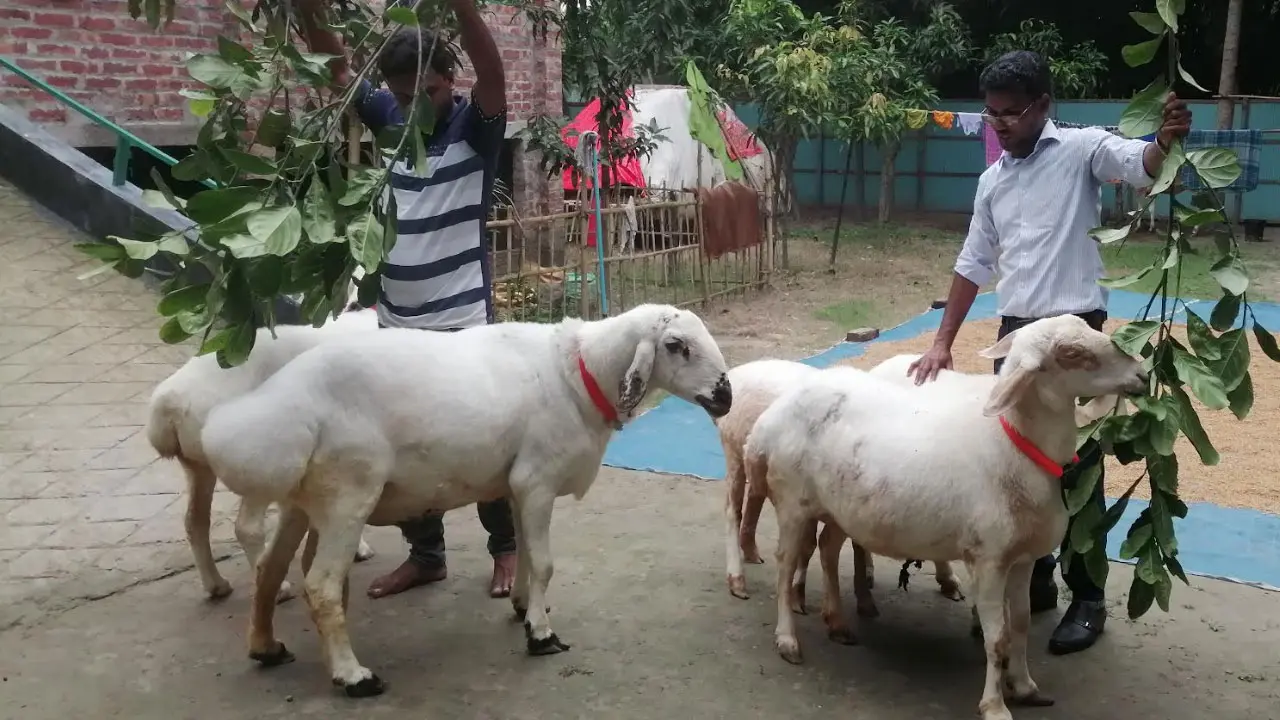 মরুভূমির দুম্বা সারা দেশে ছড়িয়ে দিতে চান জাহিদ