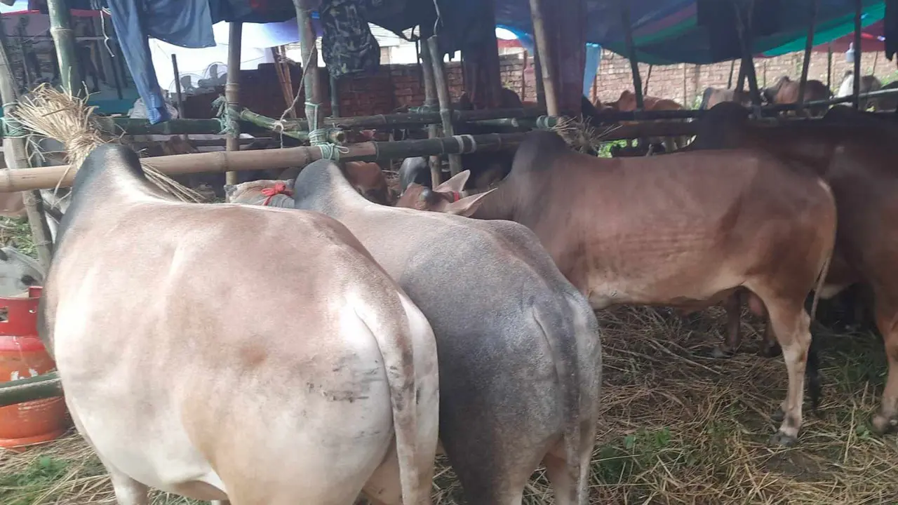 শুধু দেখছেন আর দাম যাচাই করছেন ক্রেতারা