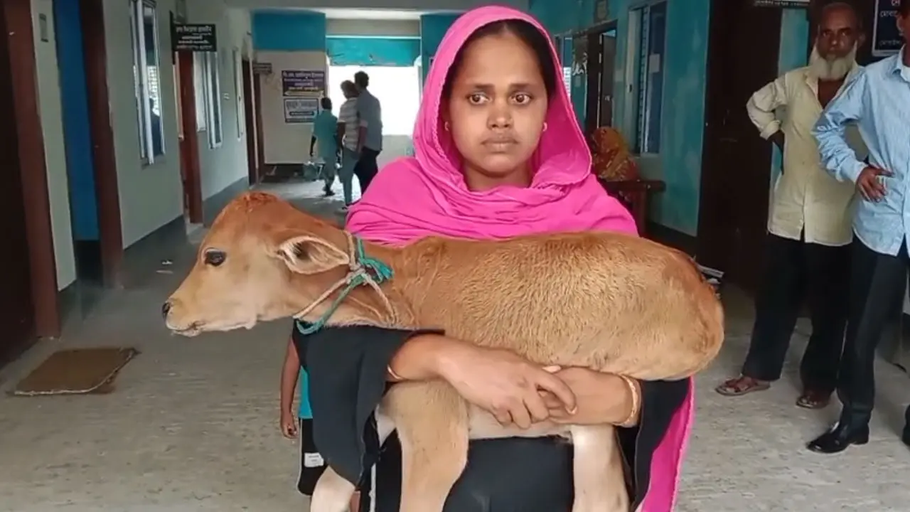 গাভি নিয়ে গেছেন বিএনপি নেতা, বাছুর নিয়ে আদালতে নারগিস