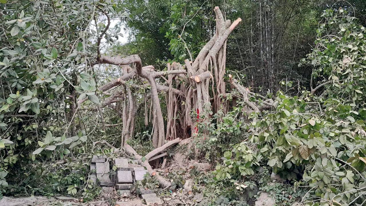 বটগাছটি শতবর্ষী নয়, ব্যক্তিগত প্রয়োজনে বিক্রি করেন মালিক
