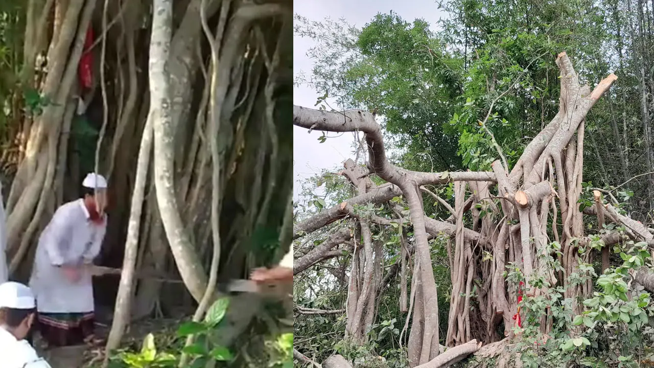 মাদারীপুরে শতবর্ষী বটগাছ কাটা নিয়ে যা জানা গেল