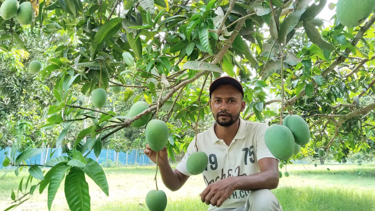 সাতক্ষীরায় হিমসাগর আম পাড়ার সময় এগিয়ে আনল প্রশাসন