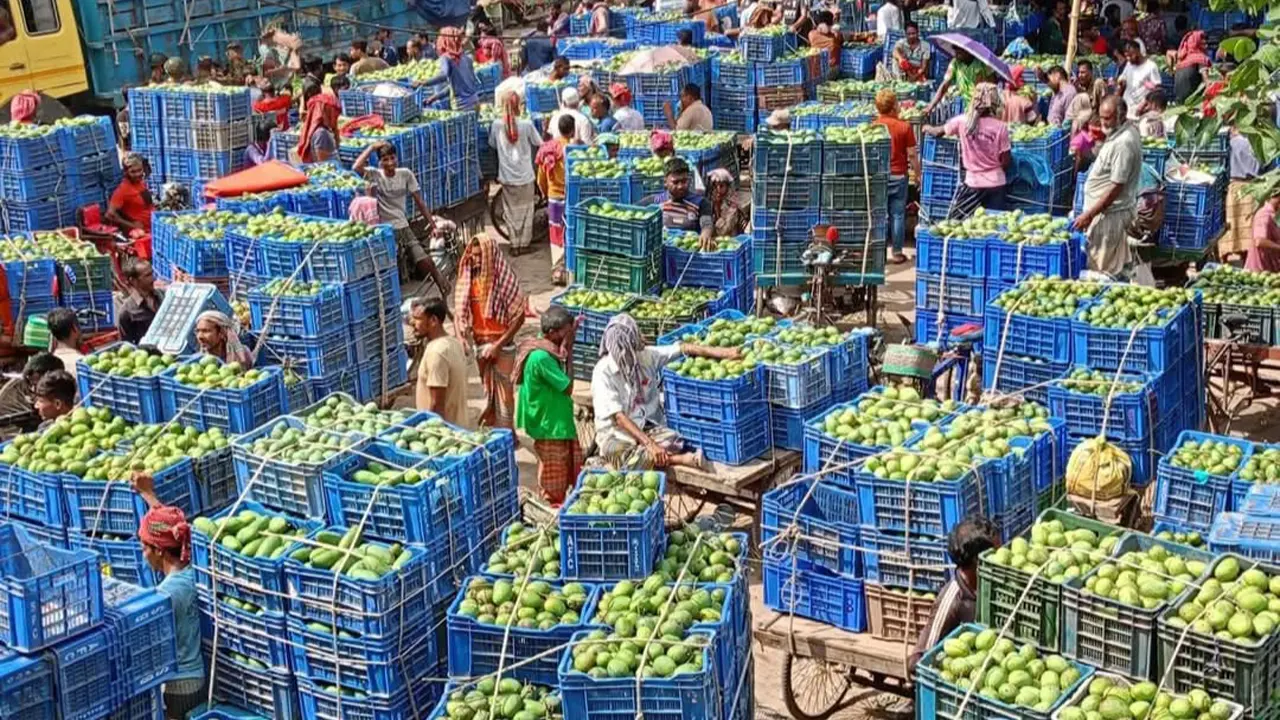 রাজশাহীতে জমে উঠেছে আমের হাট