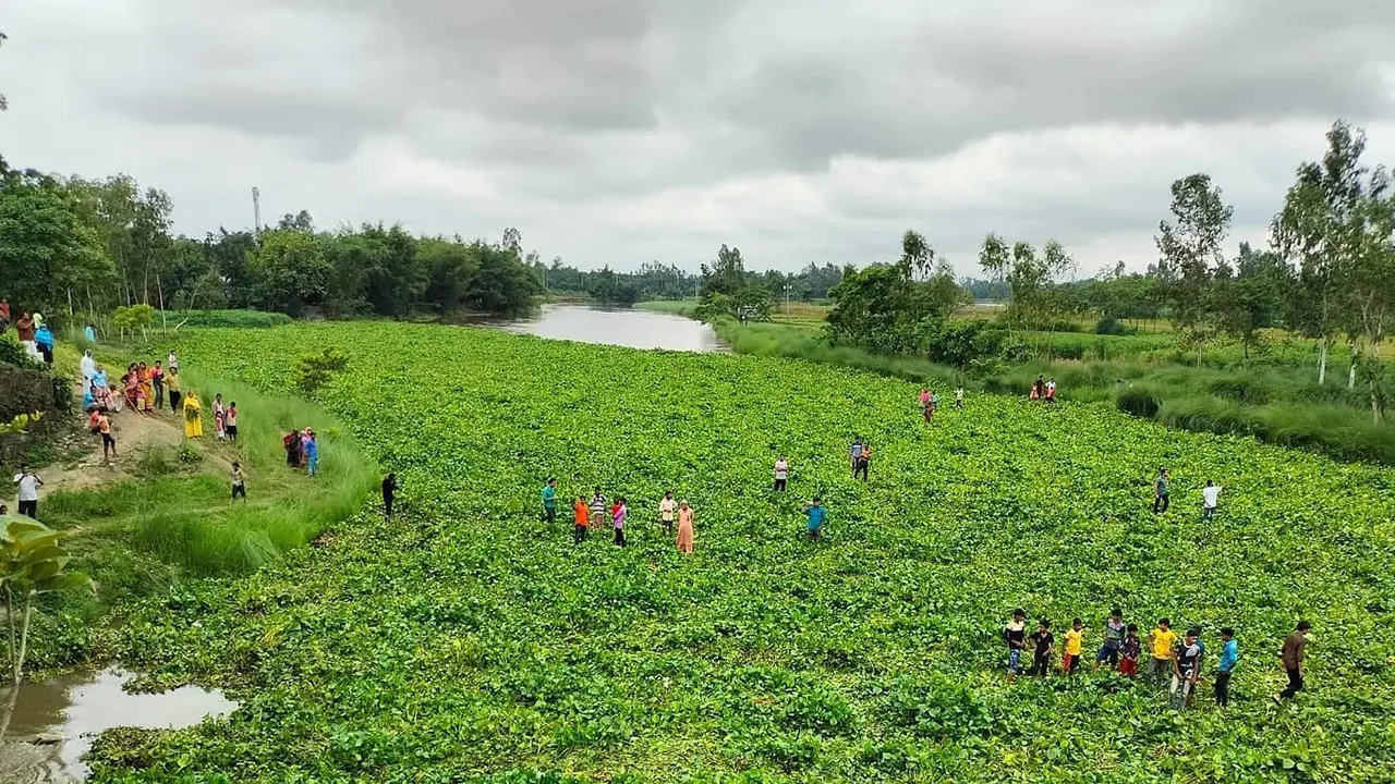 কচুরিপানার স্তূপে ‘ভাসমান সেতু’, দুর্ঘটনার শঙ্কা