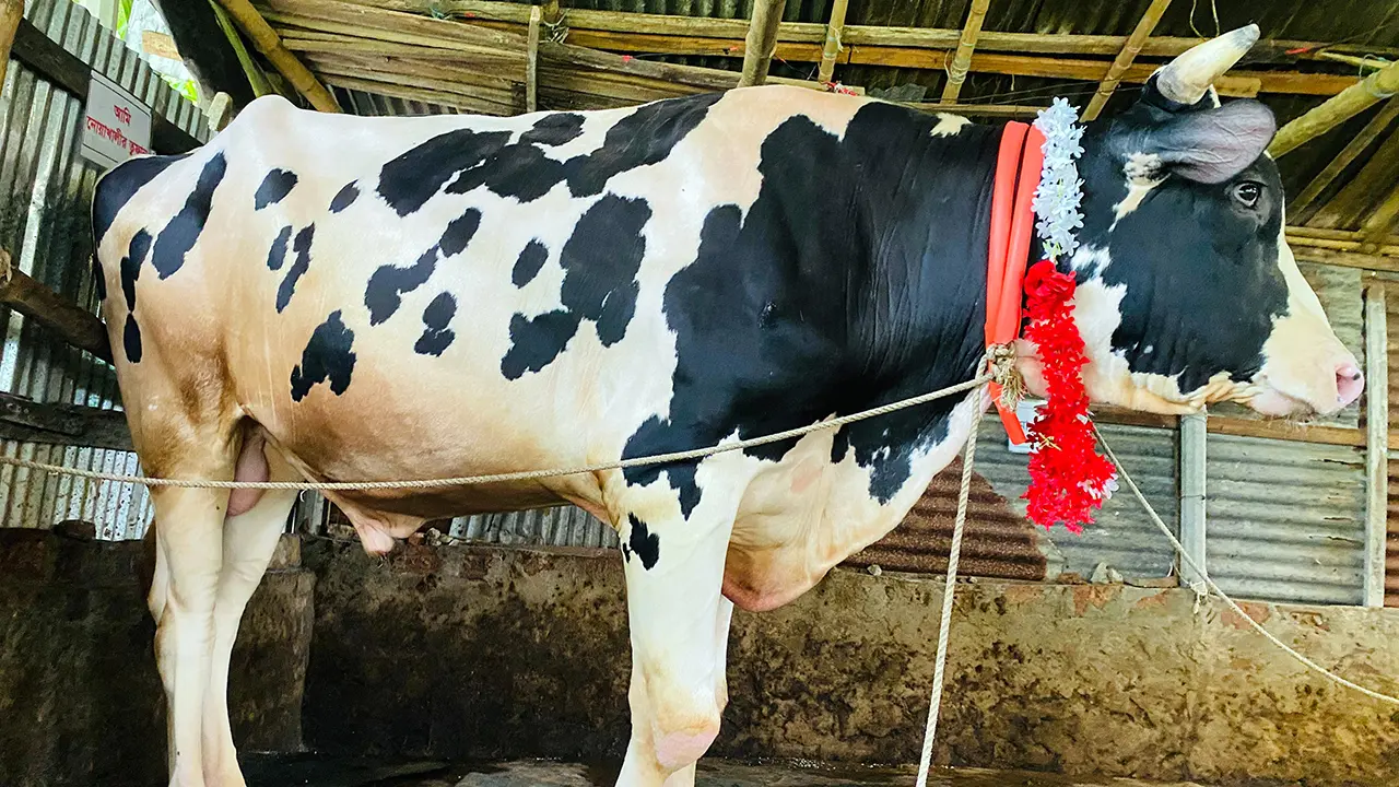 এবার ঈদে হাট কাঁপাতে আসছে নোয়াখালীর ‘তুফান’