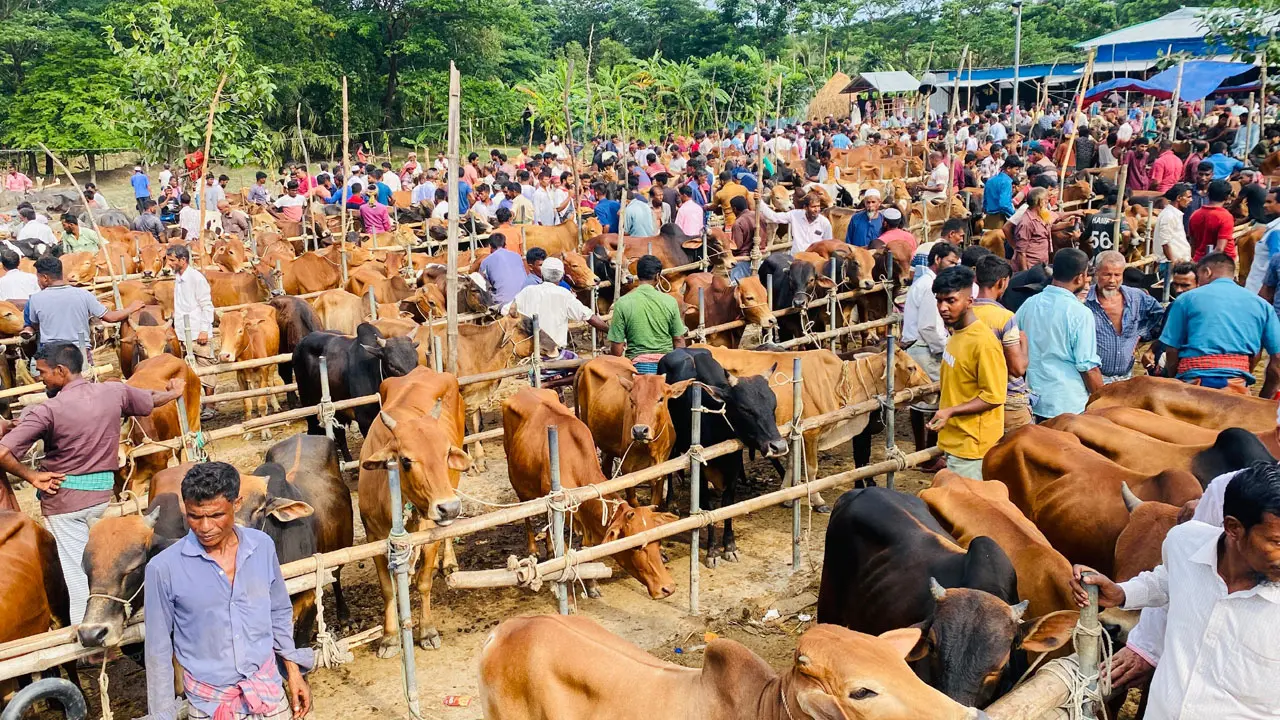 হাতিয়ার যে হাটে একদিনেই বিক্রি হয় হাজারো গরু