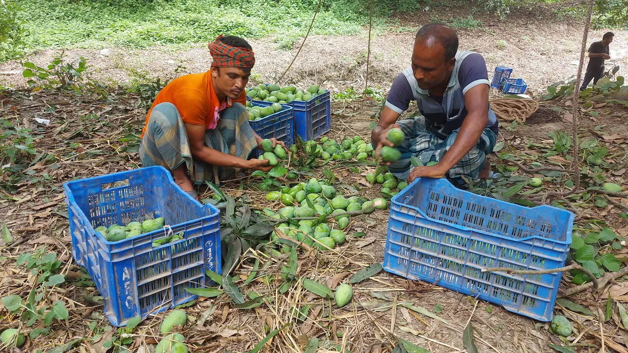 রাজশাহী থেকে কেজিতে ১২ টাকা খরচে আম যাবে ঢাকায়