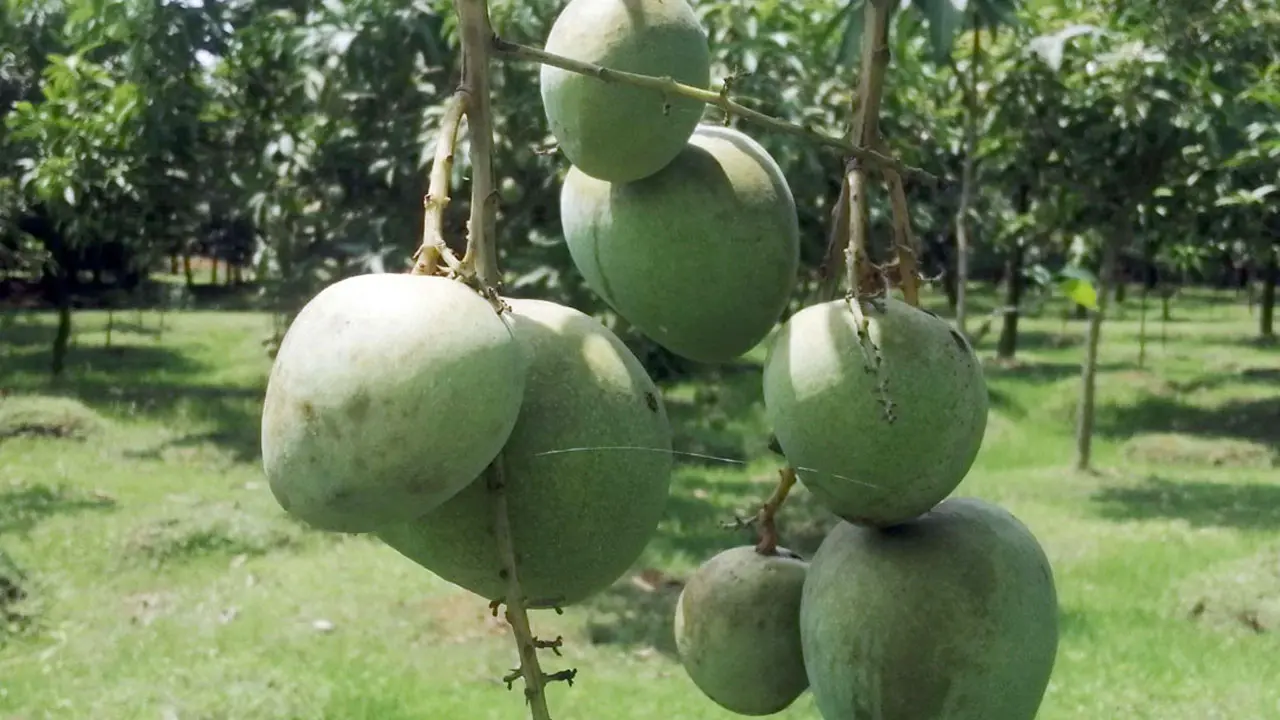 এবার নির্দিষ্ট সময়ে বাজারে আসছে না হাঁড়িভাঙা আম