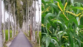 শিক্ষাপ্রতিষ্ঠানে ২ প্রজাতির বিদেশি গাছ রোপণে নিষেধাজ্ঞা