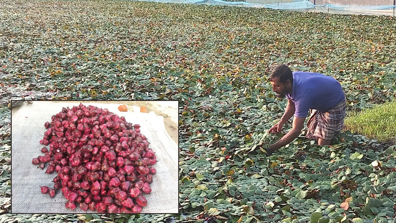 জলাবদ্ধ জমিতে ফলছে সোনার ফসল, কৃষকের মুখে হাসি 