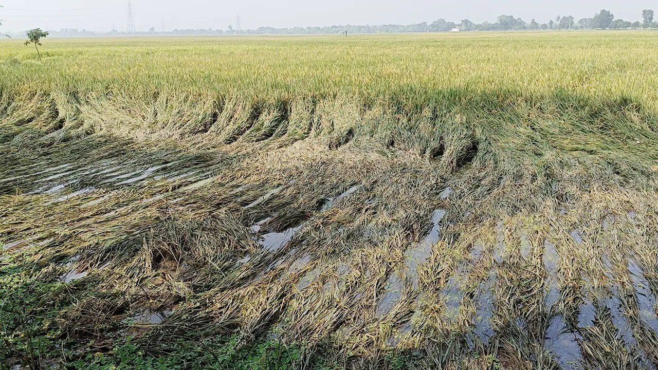 অসময়ের বৃষ্টিতে ধানচাষে বিপর্যয়, দিশেহারা কৃষক