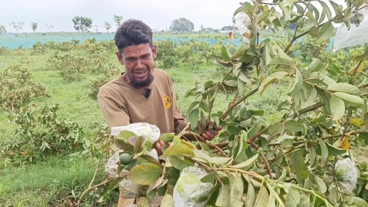 বাগানের ৩০০ পেয়ারা গাছ কেটে দিল প্রতিপক্ষ, কান্না থামছে না কৃষকের