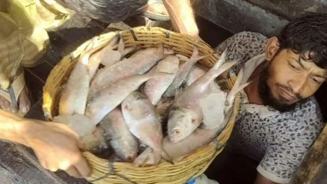 এক ট্রলারে ১৪০ মণ ইলিশ, সাড়ে ৩১ লাখ টাকায় বিক্রি 