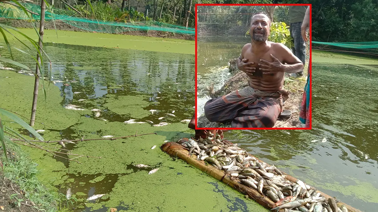 পুকুরে বিষ প্রয়োগ দুর্বৃত্তদের, কান্না থামছে না মাছ চাষির