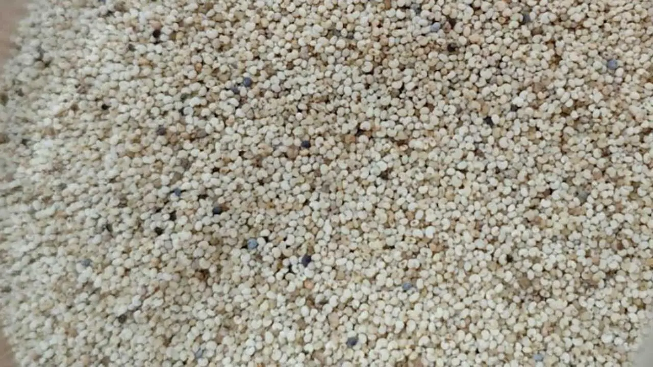 পাখির খাদ্যের আড়ালে পাকিস্তান থেকে এলো ২৫ হাজার কেজি মাদক