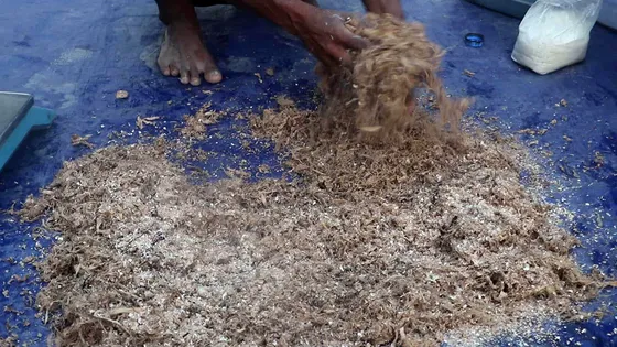 ফেলে দেওয়া কলাগাছ থেকে পুষ্টিকর গোখাদ্য