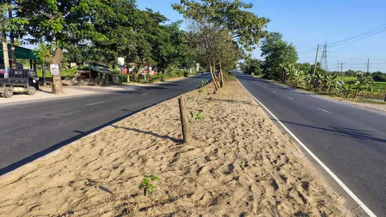 ঢাকা-চট্টগ্রাম মহাসড়কের বিভাজকের গাছ কেটে সাবাড়, অভিযুক্ত গ্রেপ্তার