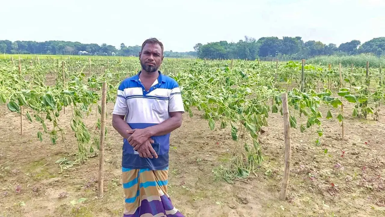 কৃষকের সব লাউ গাছ কেটে ফেলে রেখেছে দুর্বৃত্তরা