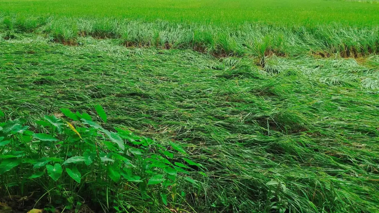 বৃষ্টিতে নুয়ে পড়েছে ধানখেত, ক্ষতির শঙ্কায় কৃষক