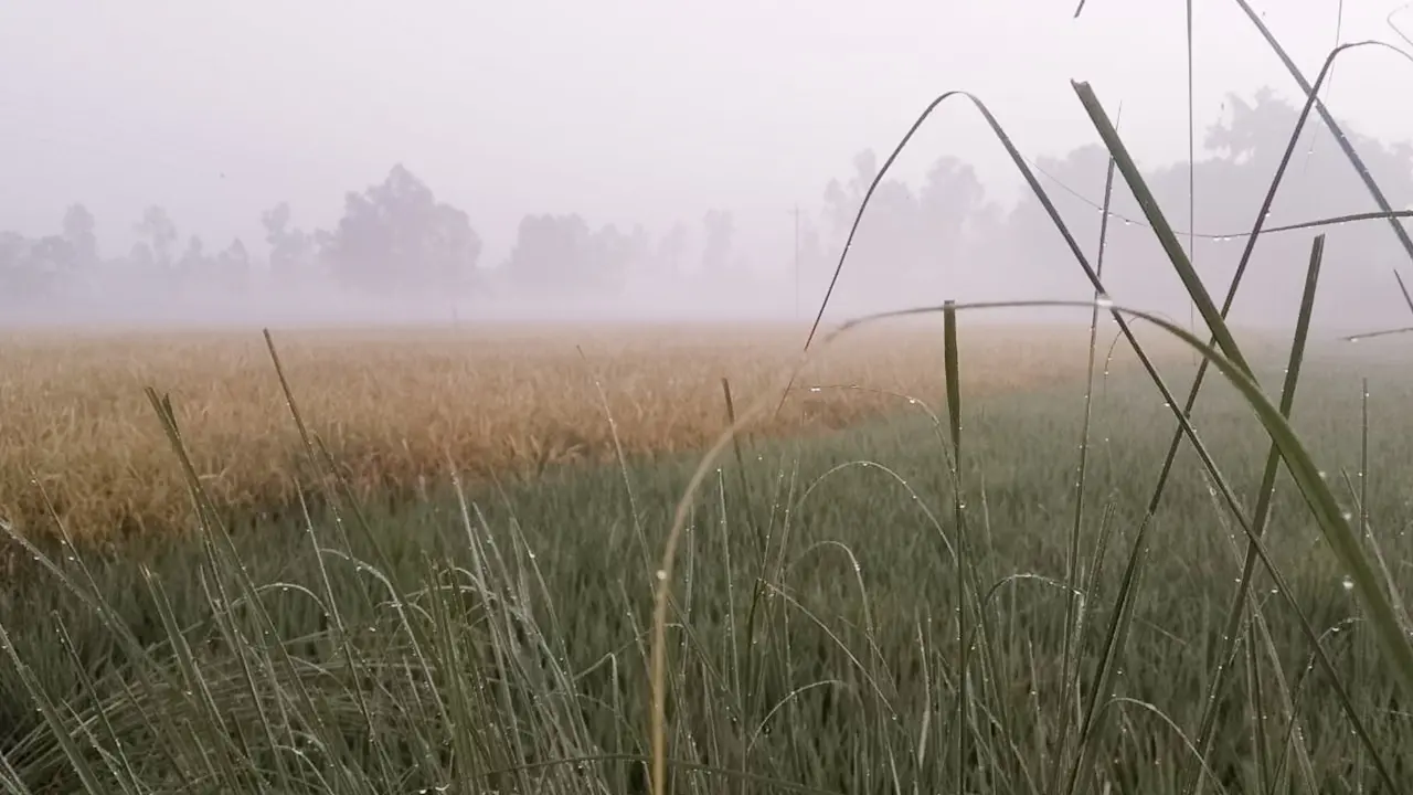 নীলফামারীতে ১৪ ডিগ্রি তাপমাত্রা, বাড়ছে শীতের দাপট