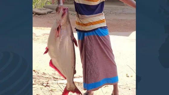 ইলিশের জালে ধরা পড়ল ১৮ কেজি ওজনের পাঙাশ