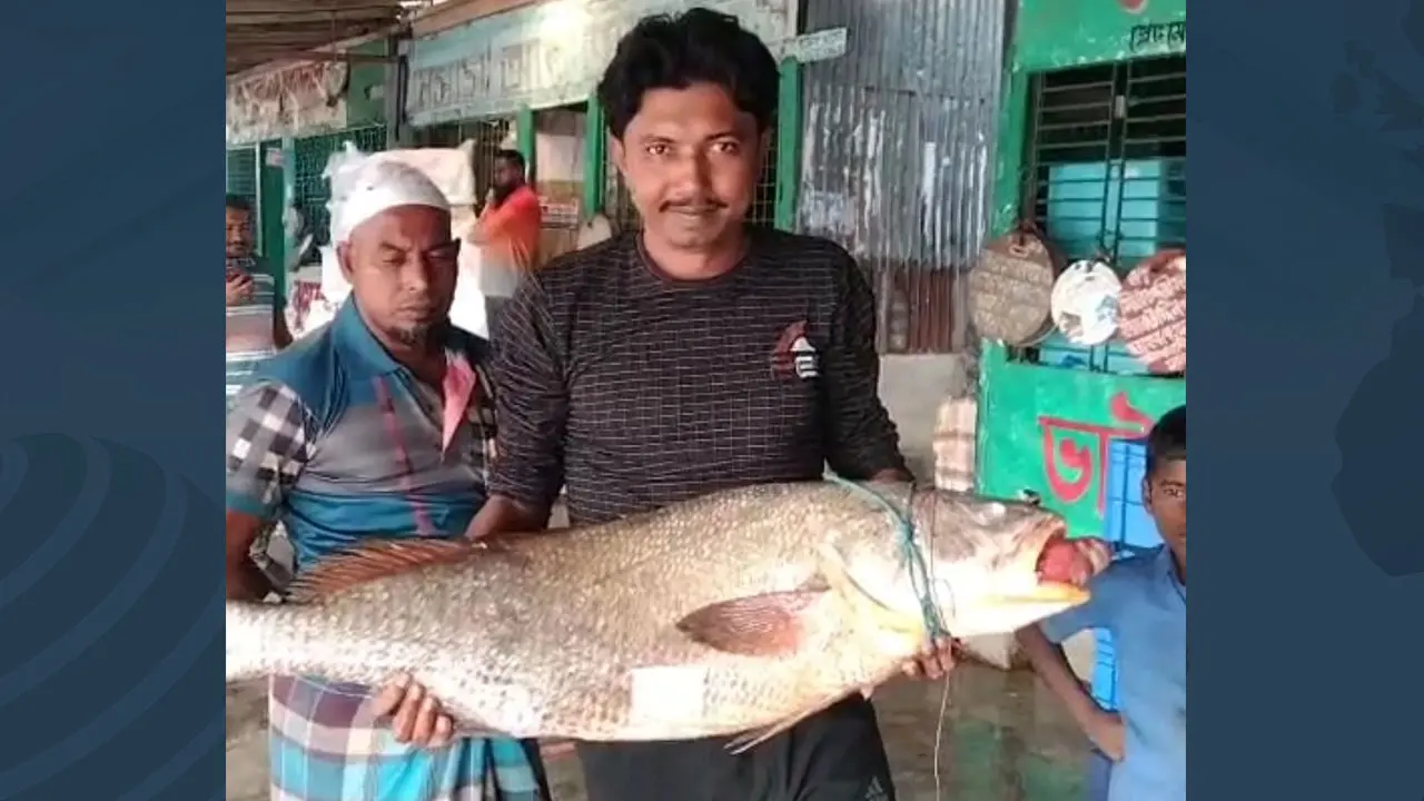 বড়শিতে ধরা পড়লো ৩৭ কেজির কালো পোয়া, লাখ টাকায় বিক্রি